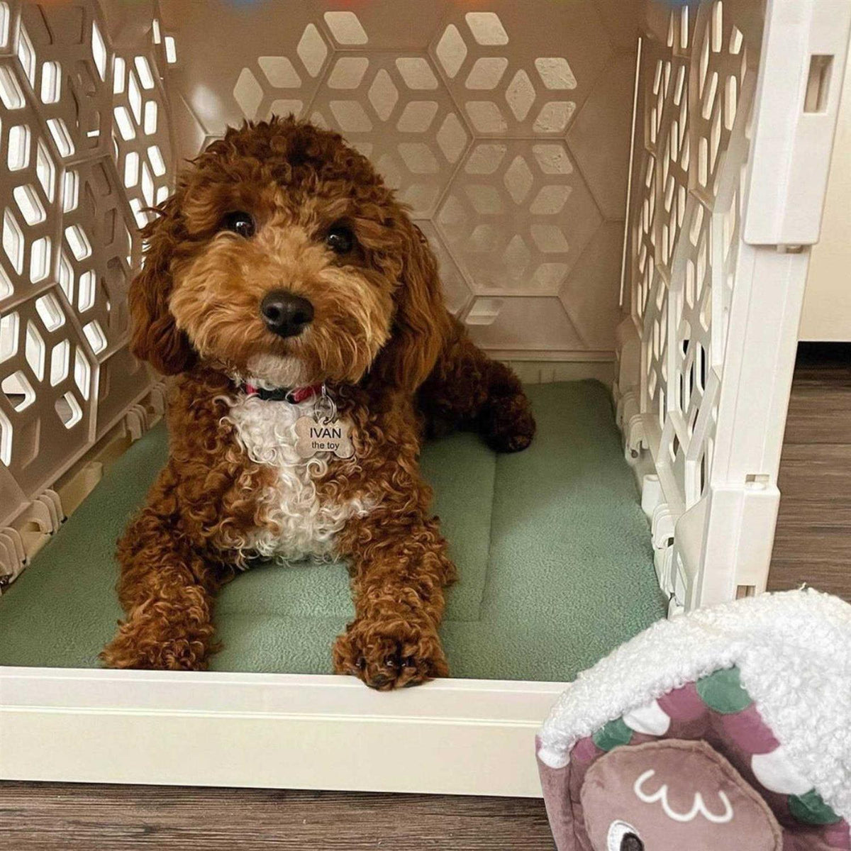 Cat and Dog Crate Pad O49684