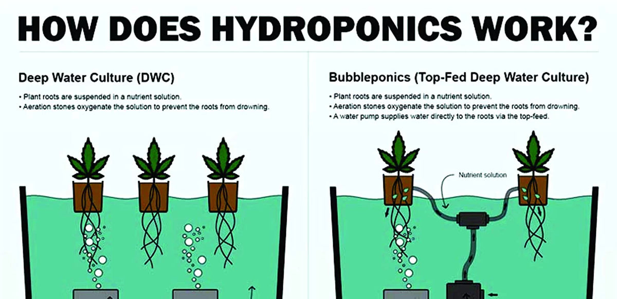 A/C Powered DWC Deep Water Culture Hydroponic Garden System Kit S75015