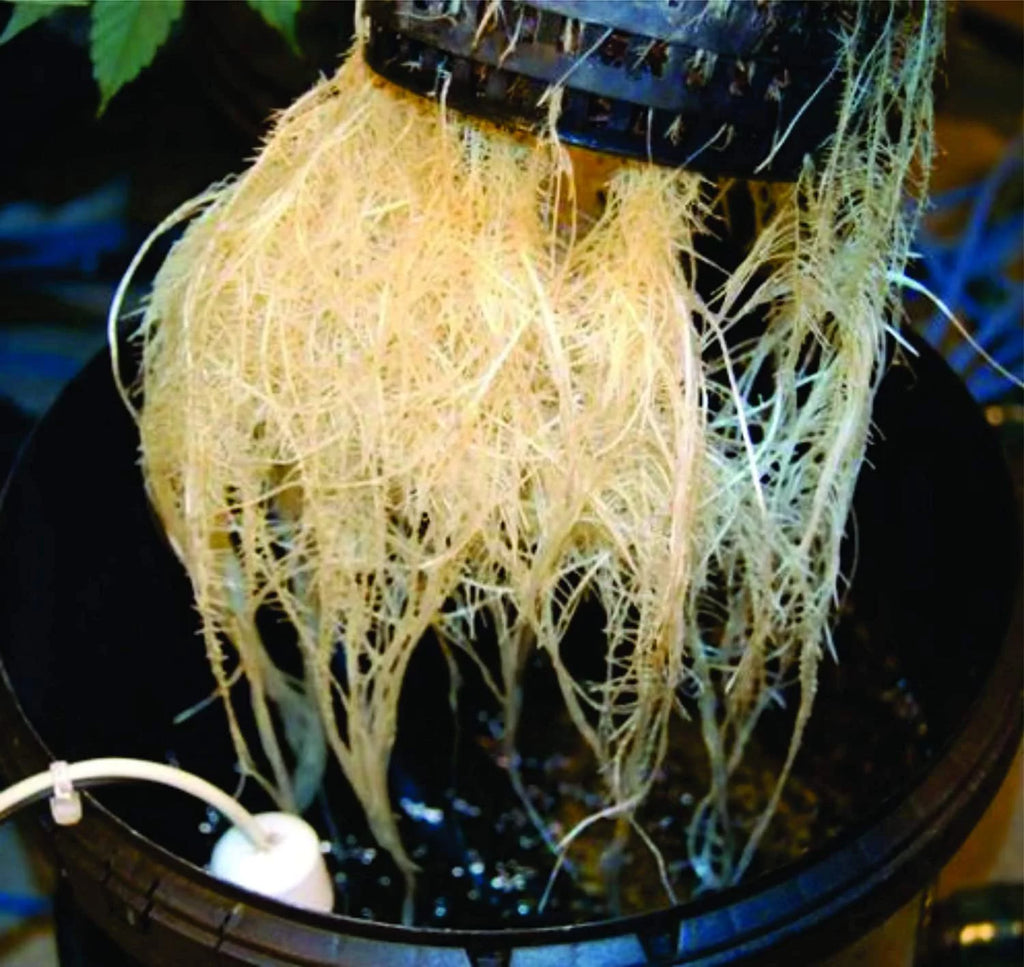 A/C Powered DWC Deep Water Culture Hydroponic Garden System Kit S75015