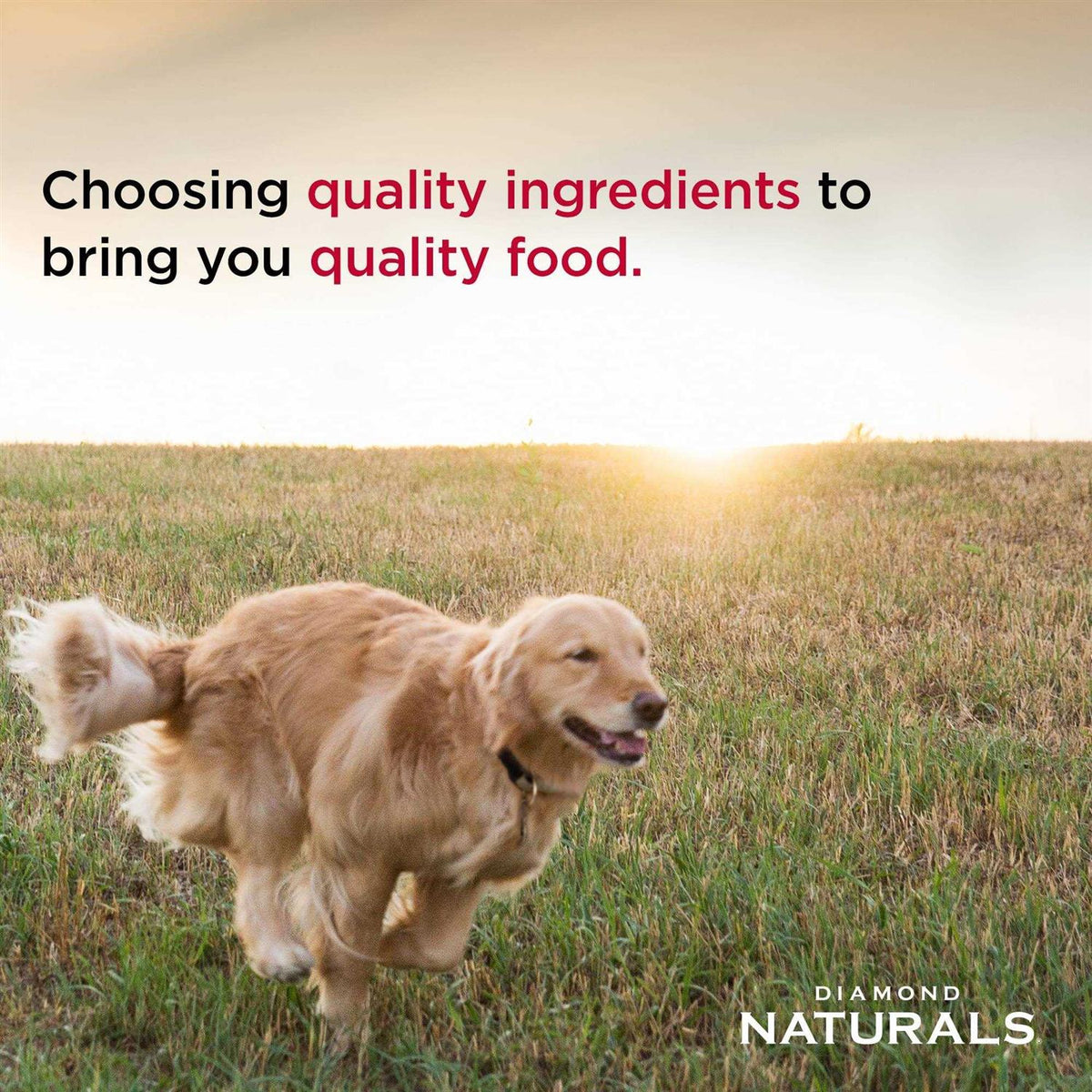 Salmon & Potato Dry Dog Food C7526