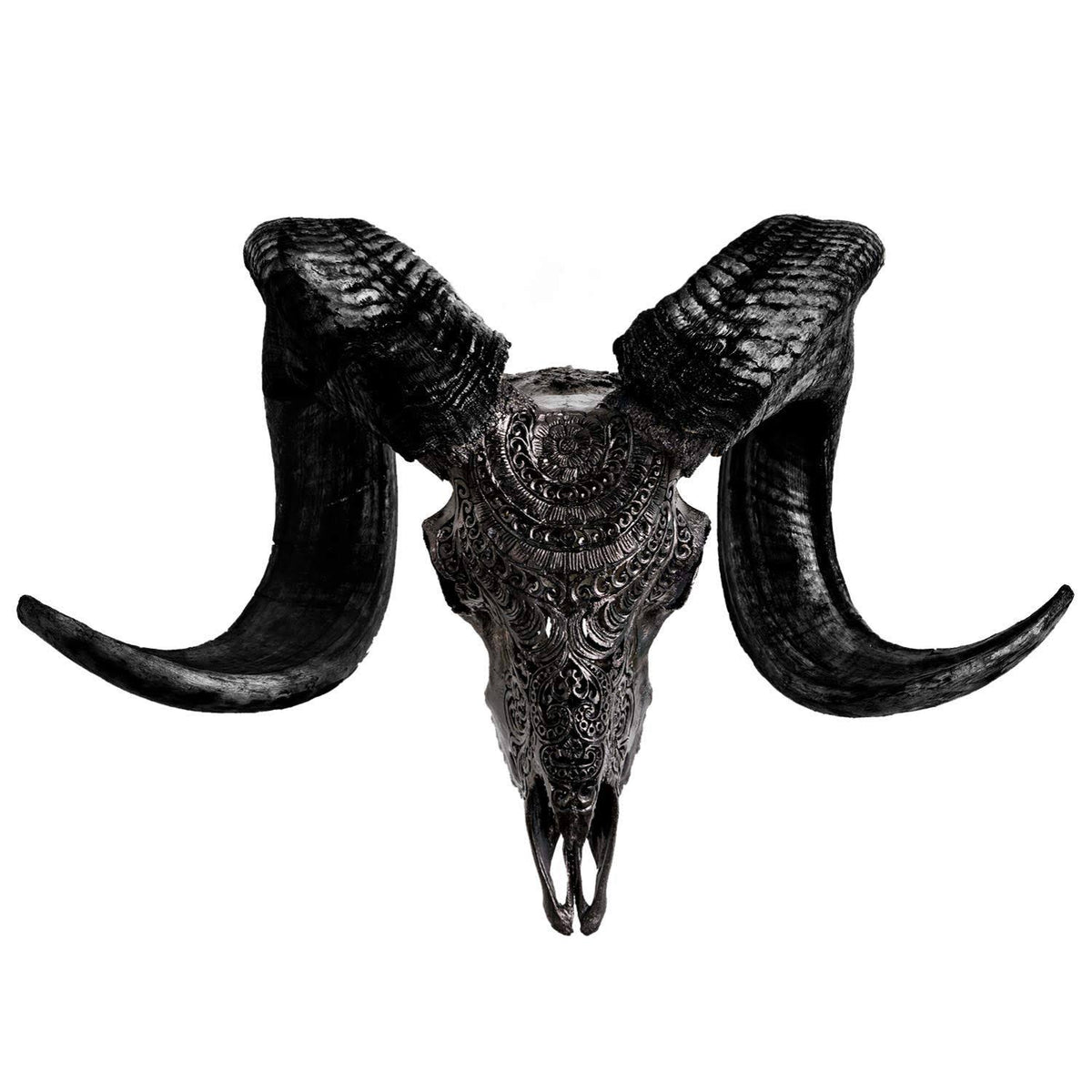 Genuine Ram Skull with Horns P935566