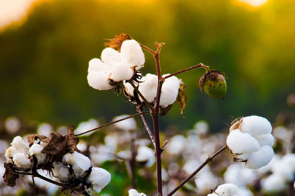 Organic Cotton Waterproof Mattress Protector Cal King H82092