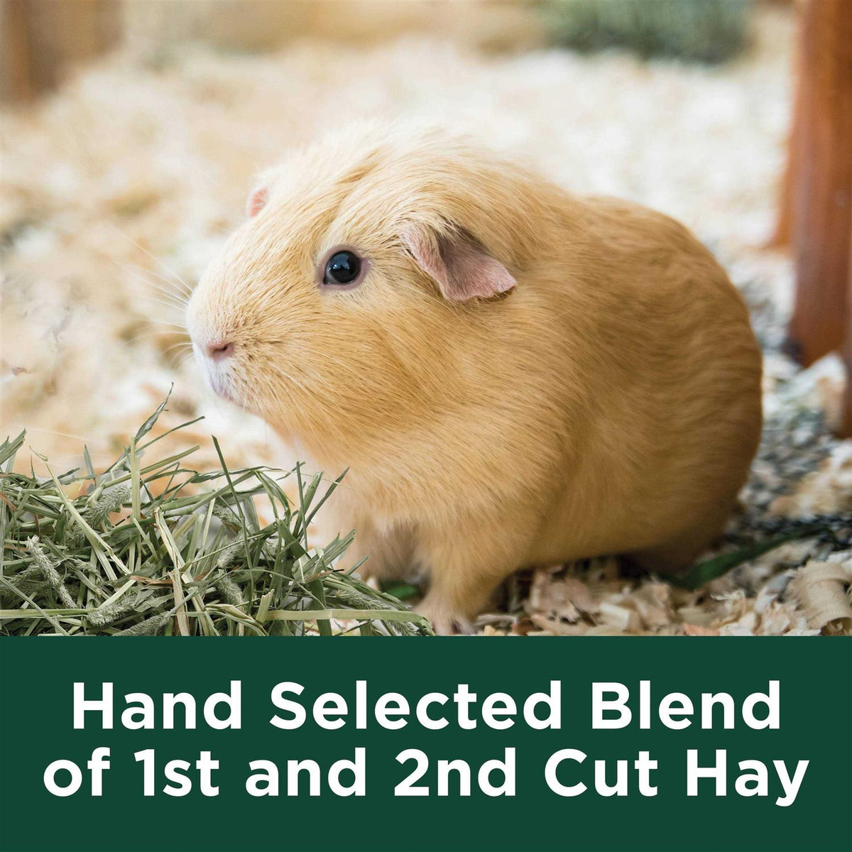 Timothy Hay Pet Supplies N249232