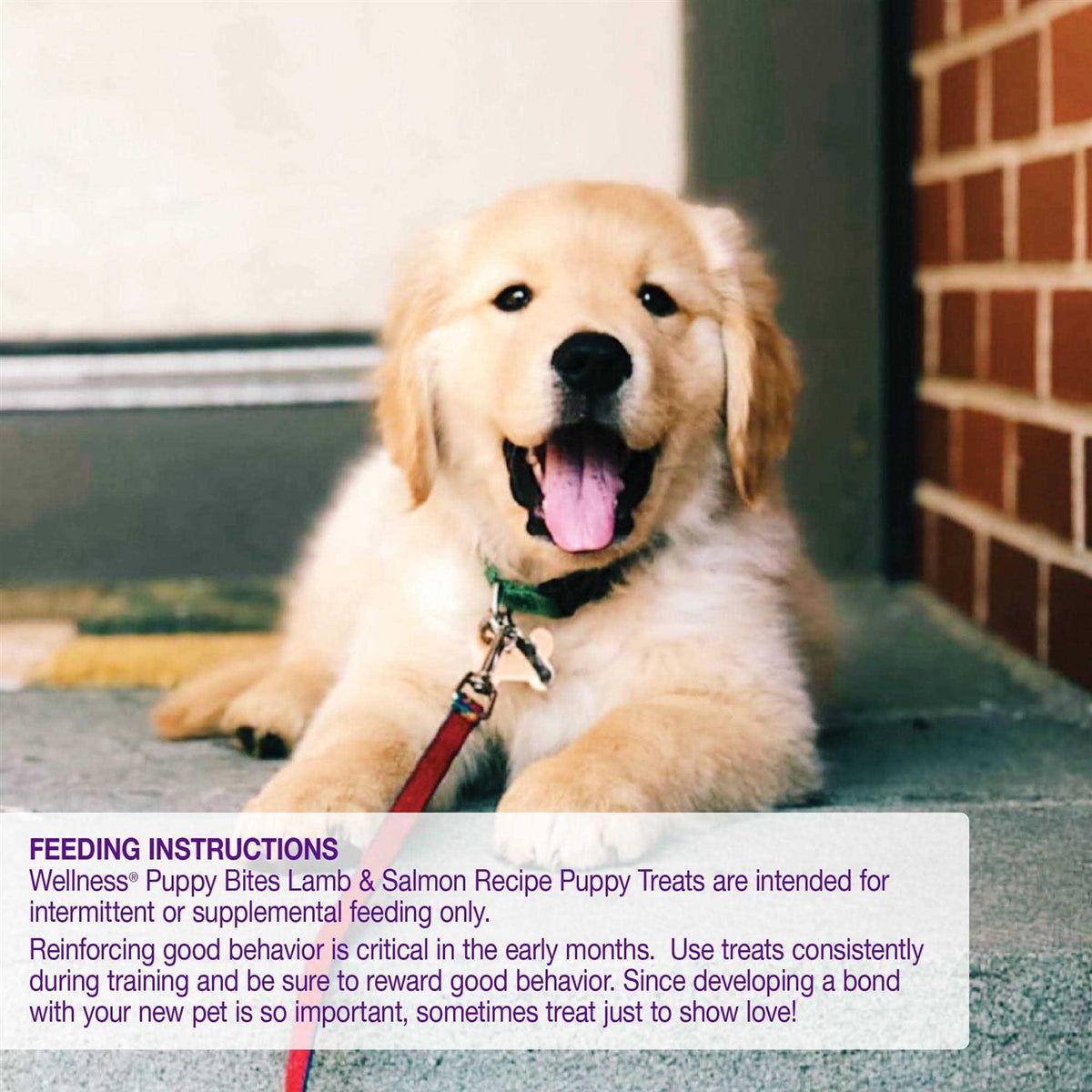 Dog Treats E9611