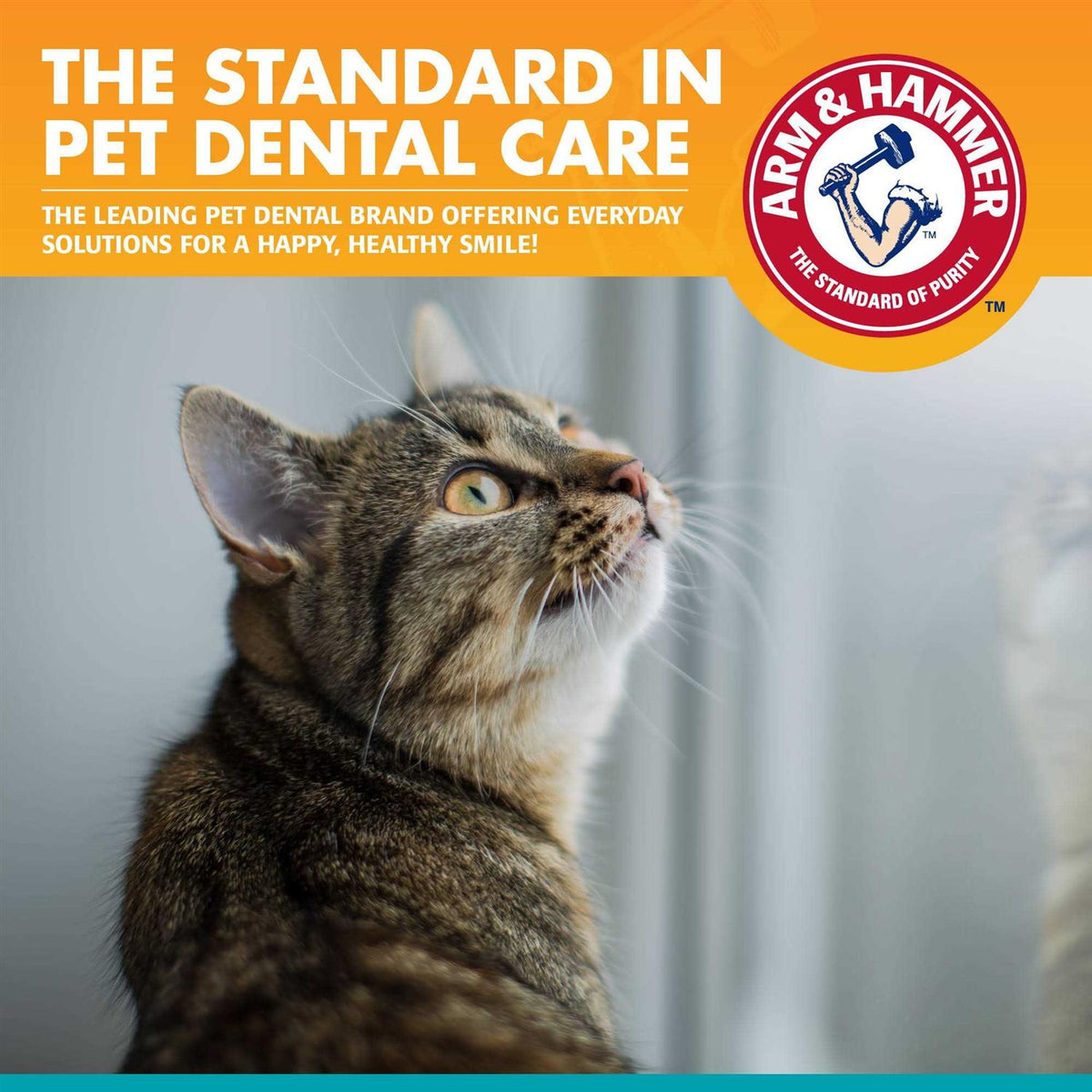 Advanced Care Dental Kit for Cats O23349